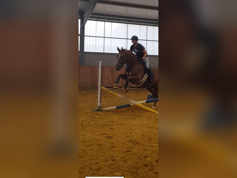Oldenburg Gelding 15 years 17.1 hh Chestnut-Red in Gyhum