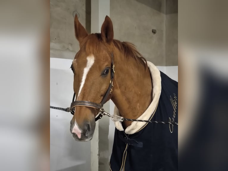 Oldenburg Gelding 15 years 17.1 hh Chestnut-Red in Gyhum