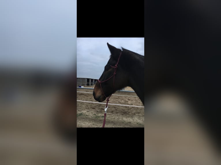 Oldenburg Gelding 15 years 17 hh Bay-Dark in Altenstadt