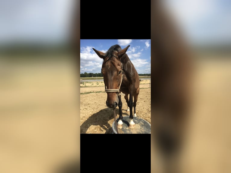 Oldenburg Gelding 15 years 17 hh Bay-Dark in Altenstadt