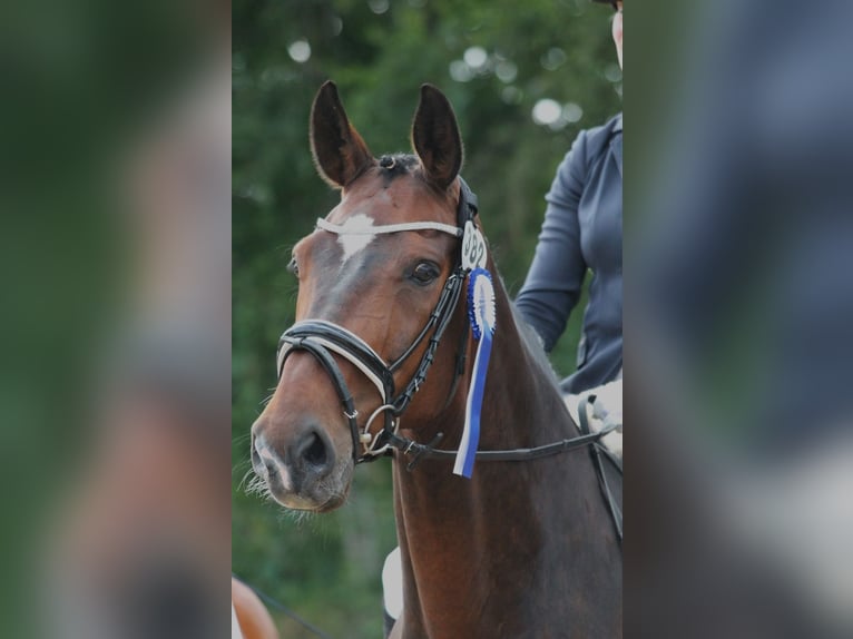 Oldenburg Gelding 15 years 17 hh Bay-Dark in Hinte