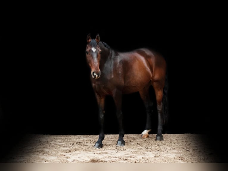 Oldenburg Gelding 15 years 17 hh Bay-Dark in Hinte