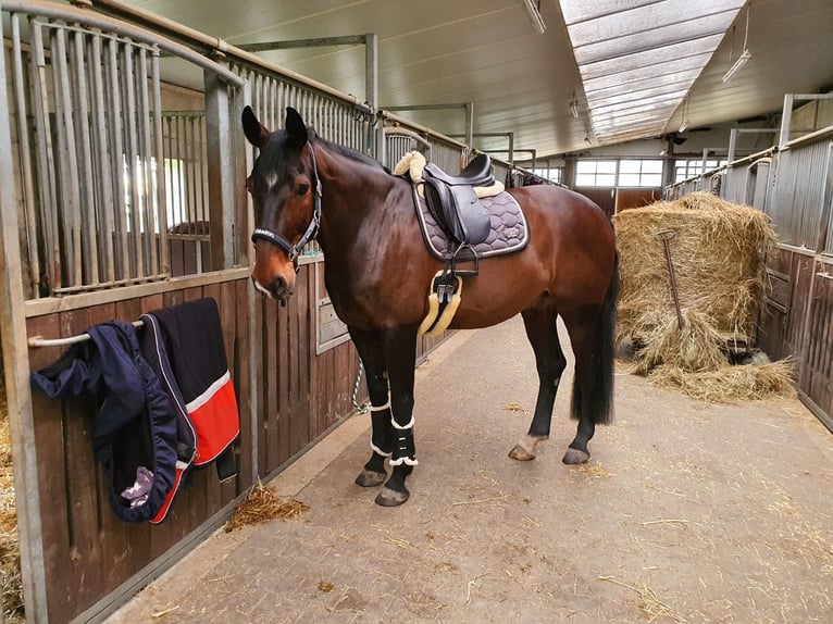 Oldenburg Gelding 15 years 17 hh Bay-Dark in Hinte