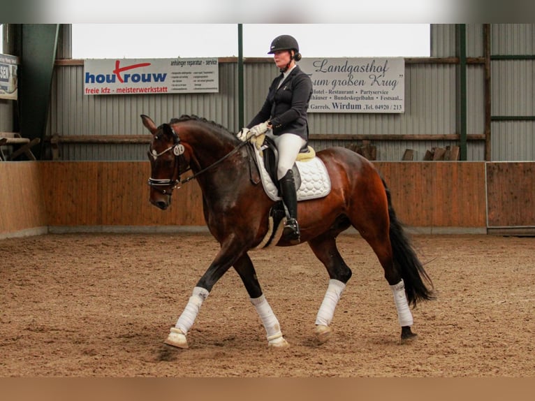 Oldenburg Gelding 15 years 17 hh Bay-Dark in Hinte
