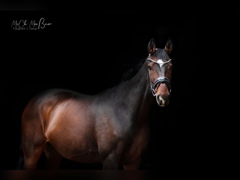 Oldenburg Gelding 15 years 17 hh Bay-Dark in Hinte