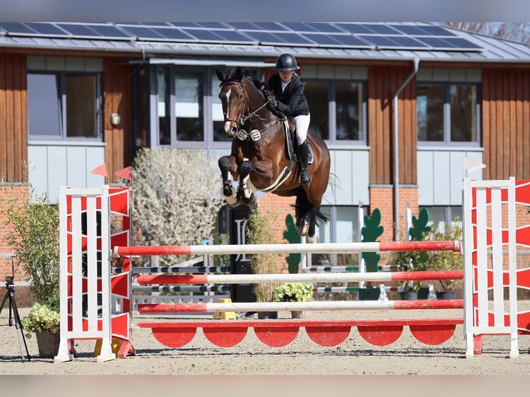 Oldenburg Gelding 15 years 17 hh Bay-Dark in GyhumHeeslingen