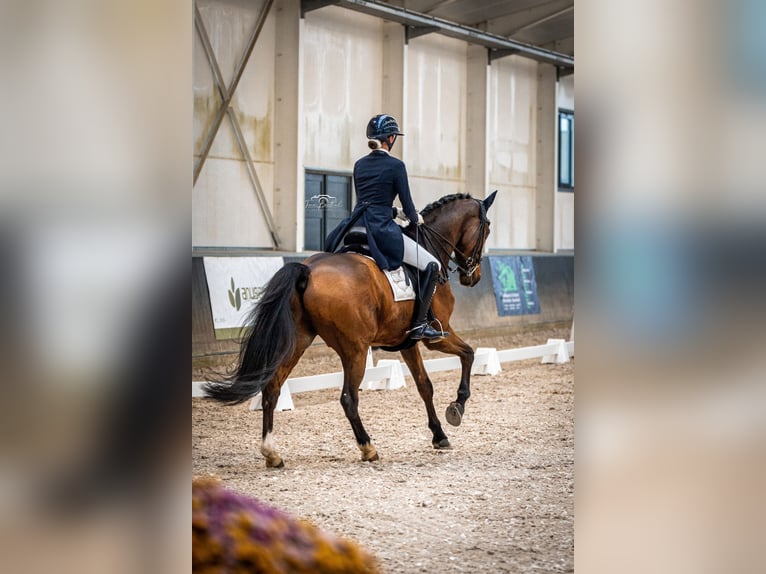 Oldenburg Gelding 15 years 17 hh Brown in Kempen