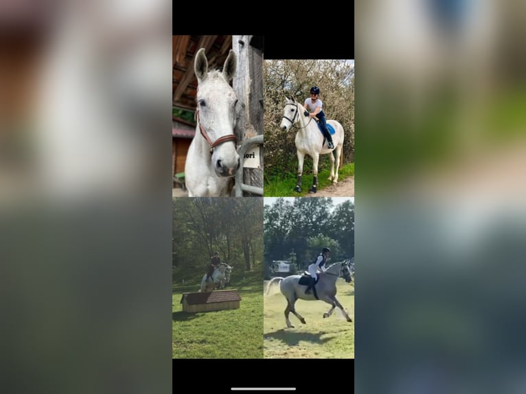 Oldenburg Gelding 15 years 17 hh Grey-Fleabitten in Bielefeld