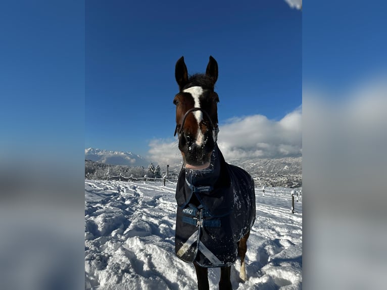 Oldenburg Gelding 15 years 17,1 hh Brown in Aldrans