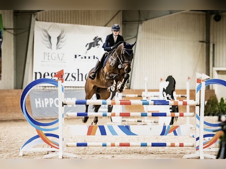 Oldenburg Gelding 15 years Bay-Dark in Dąbrówka