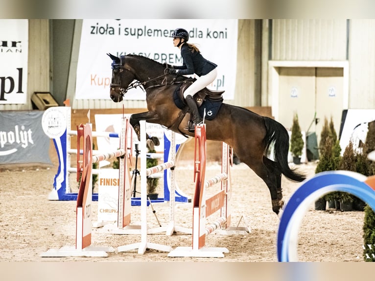 Oldenburg Gelding 15 years Bay-Dark in Dąbrówka