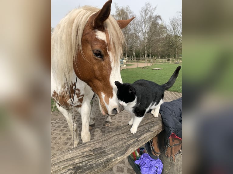 Oldenburg Mix Gelding 16 years 15 hh Pinto in Rostock