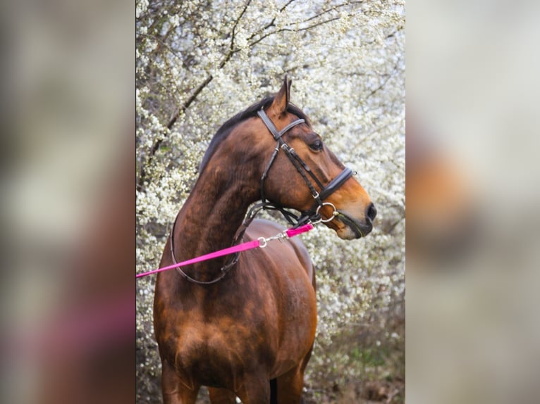 Oldenburg Gelding 16 years 16.1 hh Brown in Schneverdingen