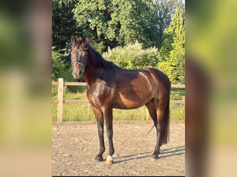 Oldenburg Gelding 16 years 16.2 hh Bay-Dark in Affinghausen