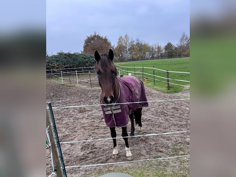 Oldenburg Gelding 16 years 16,2 hh Brown in Apensen