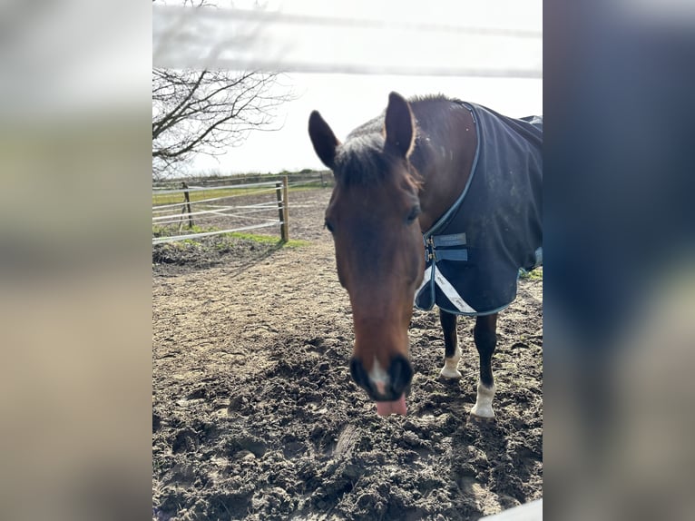 Oldenburg Gelding 16 years 16,2 hh Brown in Apensen