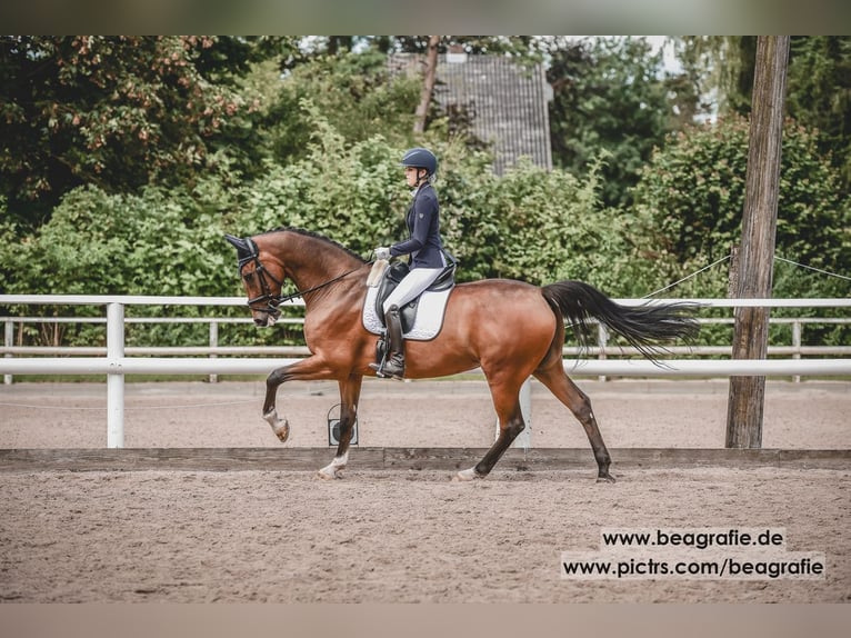 Oldenburg Gelding 16 years 16,2 hh Brown in Apensen