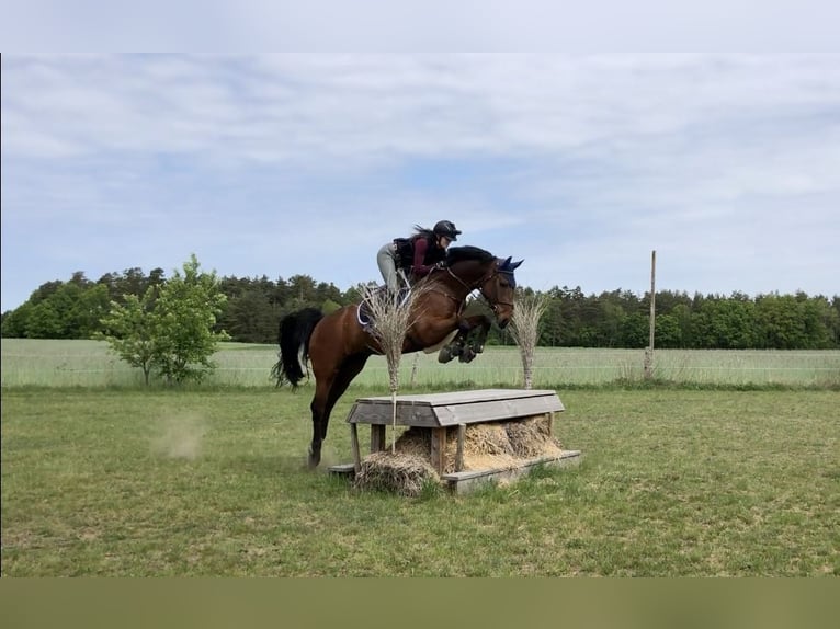 Oldenburg Gelding 16 years 16,2 hh Brown in Apensen