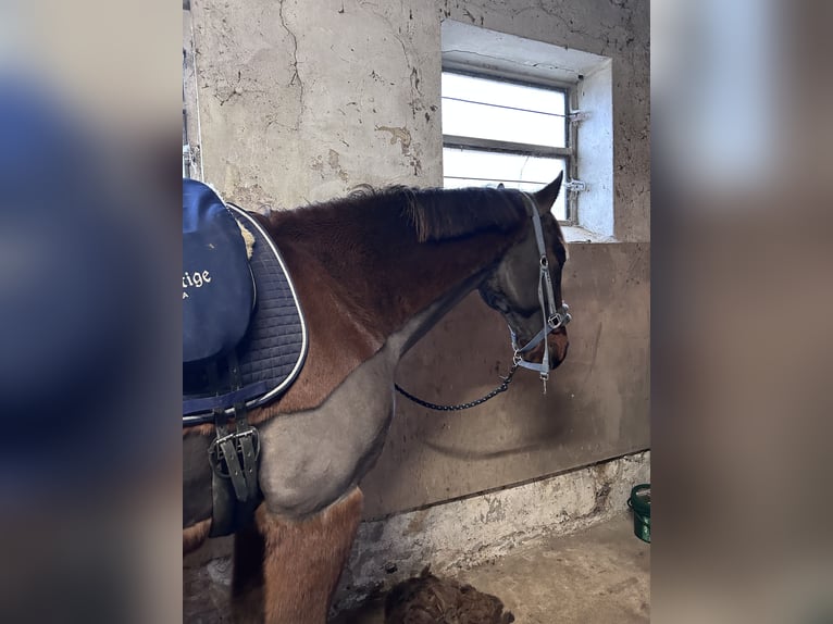 Oldenburg Gelding 16 years 16,2 hh Brown in Apensen