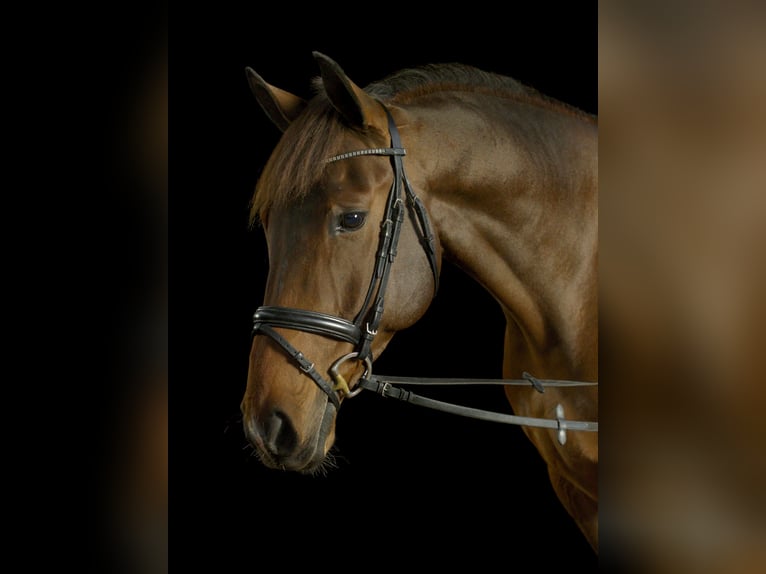 Oldenburg Gelding 16 years 16,2 hh Brown in Apensen