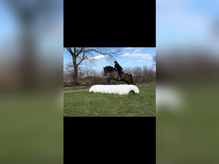 Oldenburg Gelding 16 years 16.2 hh Chestnut in Boostedt