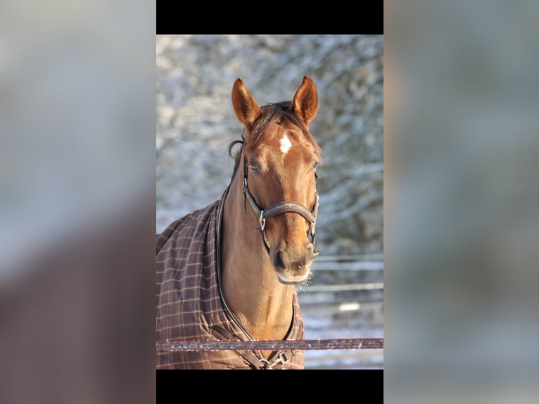 Oldenburg Gelding 16 years 16.2 hh Chestnut in Boostedt