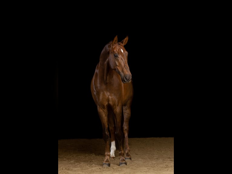 Oldenburg Gelding 16 years 16.2 hh Chestnut in Boostedt