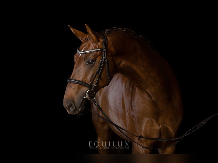 Oldenburg Gelding 16 years 16.2 hh Chestnut in Boostedt