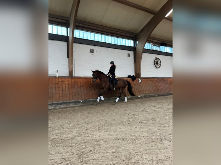 Oldenburg Gelding 16 years 16.2 hh Chestnut in Boostedt