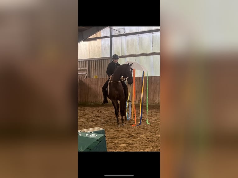 Oldenburg Gelding 16 years 16.2 hh Chestnut in Boostedt