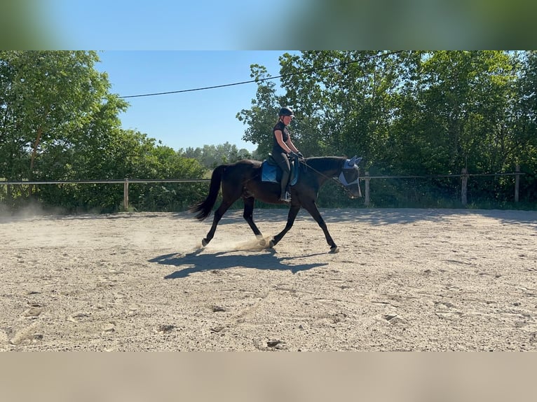 Oldenburg Gelding 16 years 16 hh Black in Kehl