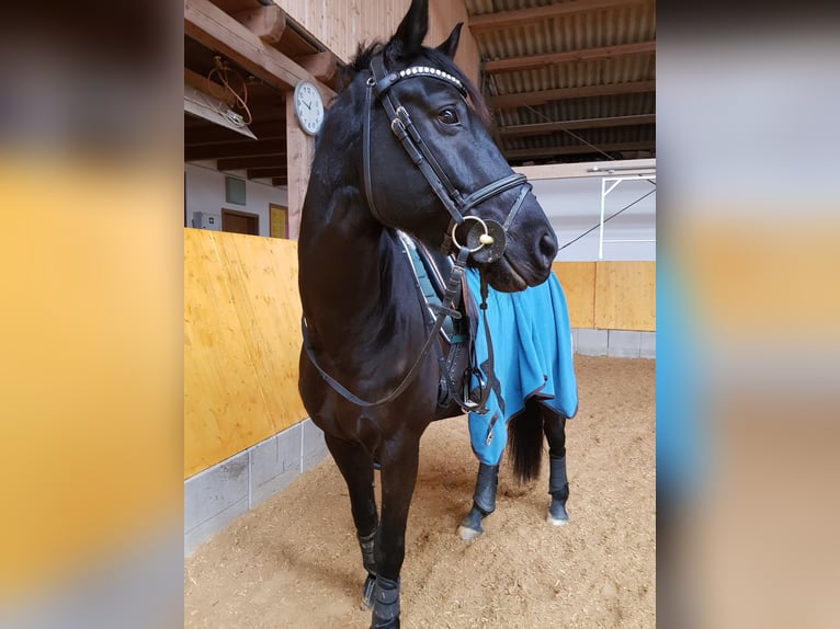 Oldenburg Gelding 16 years 16 hh Black in Kehl