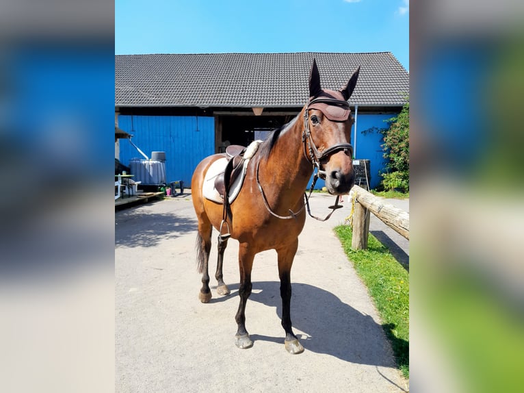 Oldenburg Gelding 16 years 16 hh Brown in Wachtberg