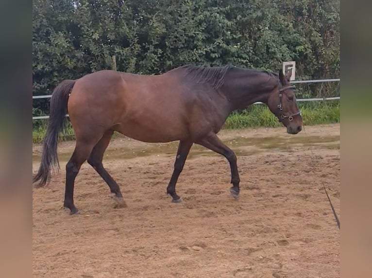Oldenburg Gelding 16 years 16 hh Brown in Wachtberg