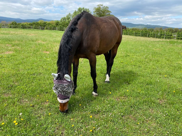 Oldenburg Gelding 16 years 16,1 hh Brown in Meckenheim