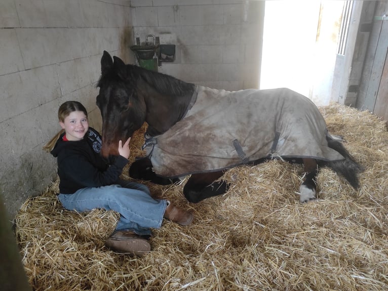 Oldenburg Gelding 16 years 16,1 hh Brown in Meckenheim