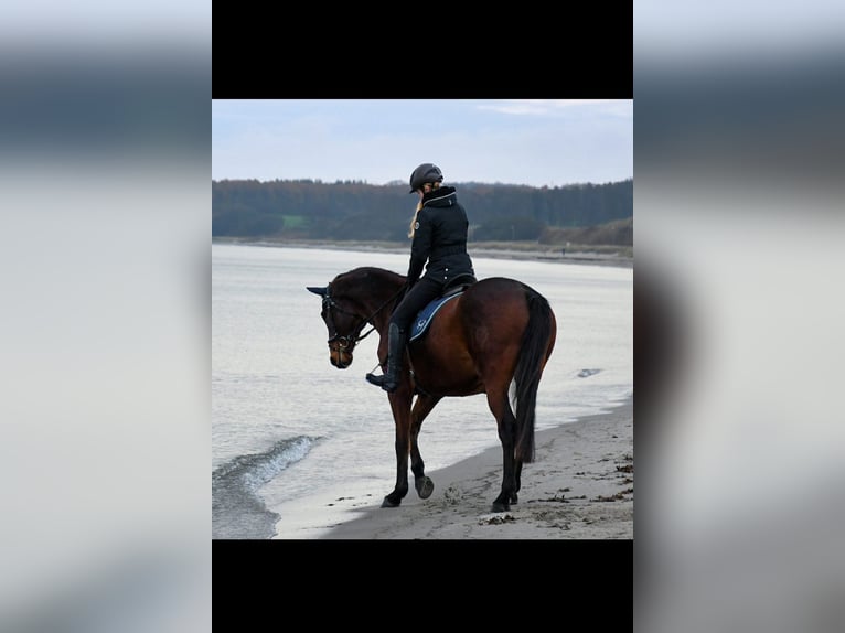 Oldenburg Gelding 16 years 16,1 hh Brown in Plön