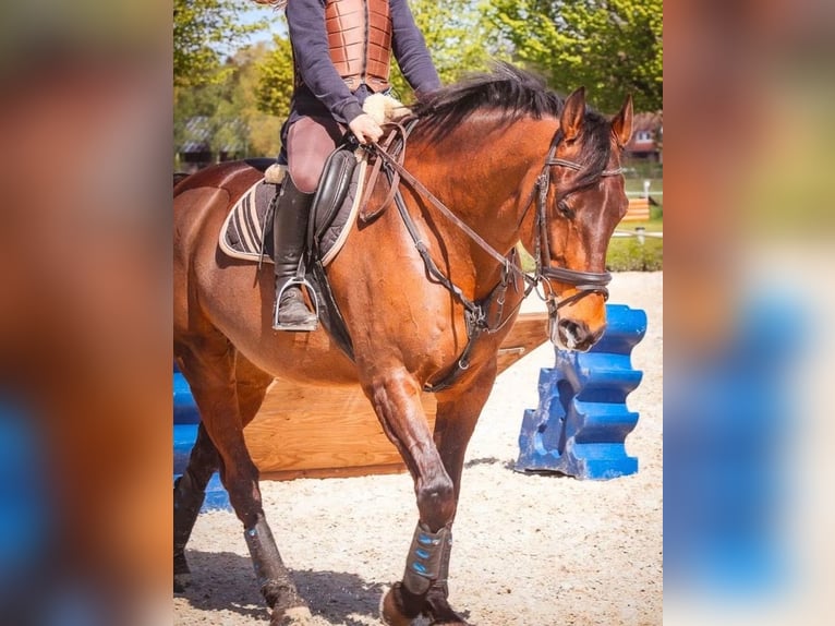 Oldenburg Gelding 16 years 16,1 hh Brown in Schneverdingen