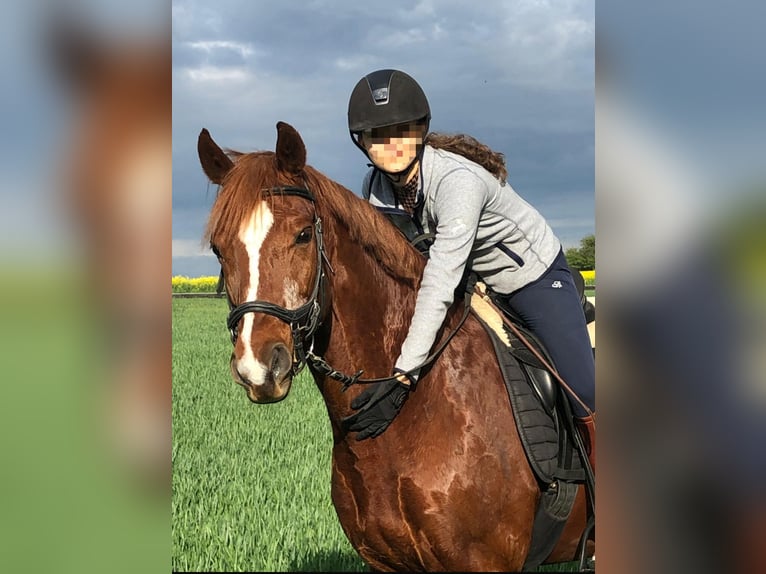 Oldenburg Gelding 16 years 16,1 hh Chestnut-Red in Prag