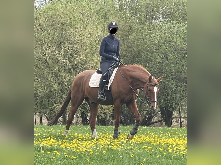 Oldenburg Gelding 16 years 16,1 hh Chestnut-Red in Prag