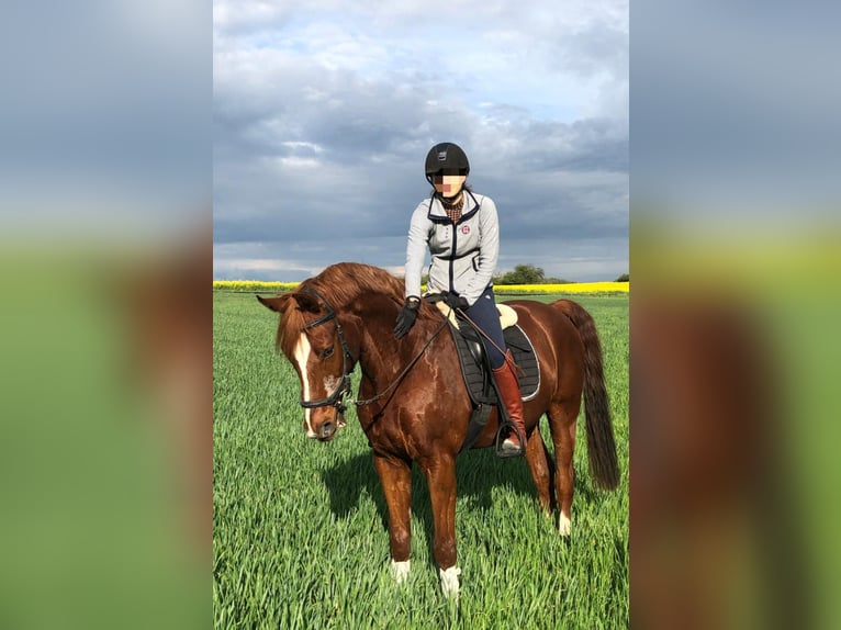 Oldenburg Gelding 16 years 16,1 hh Chestnut-Red in Prag