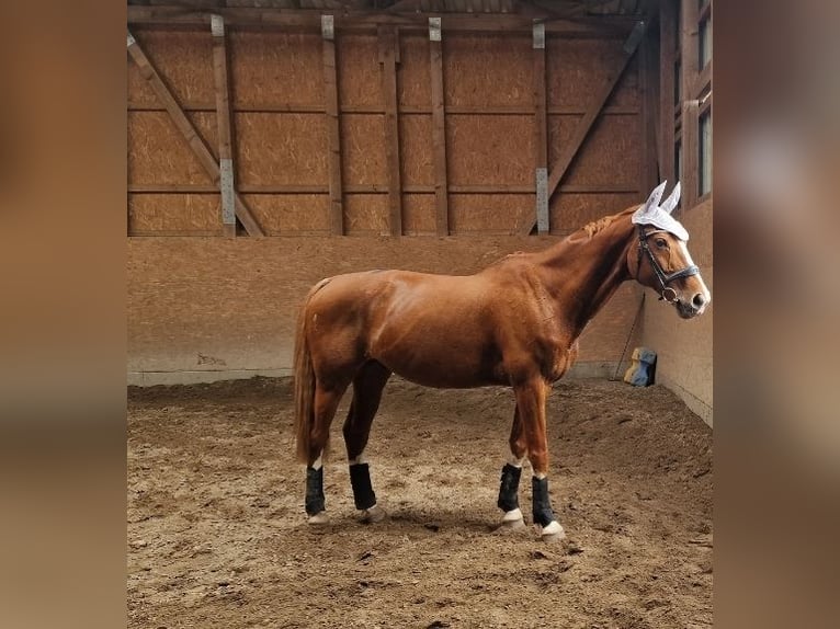 Oldenburg Gelding 16 years 16,2 hh Chestnut-Red in Bad Bodenteich