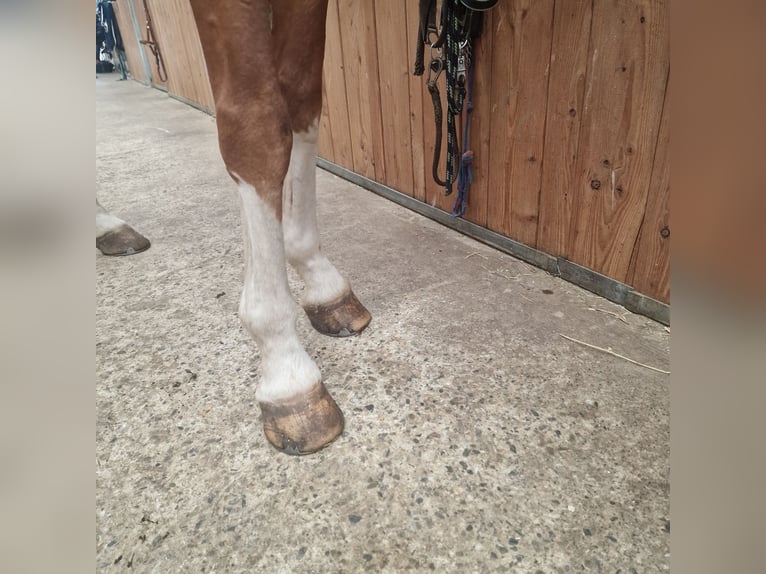 Oldenburg Gelding 16 years 16,2 hh Chestnut-Red in Bad Bodenteich