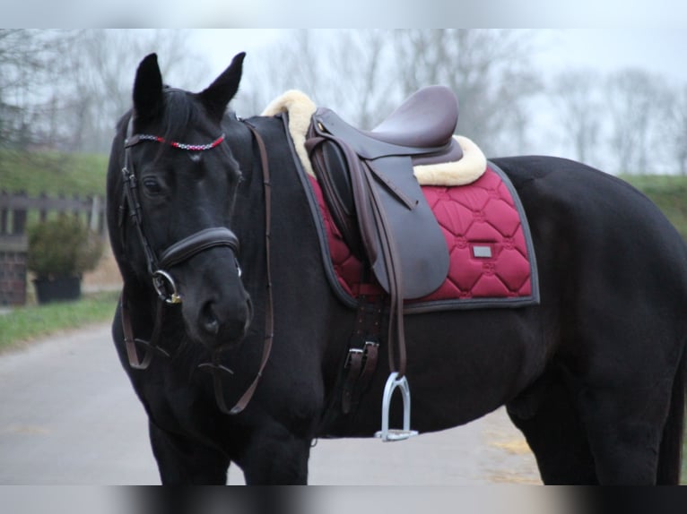 Oldenburg Gelding 16 years 16,3 hh Black in Filsum