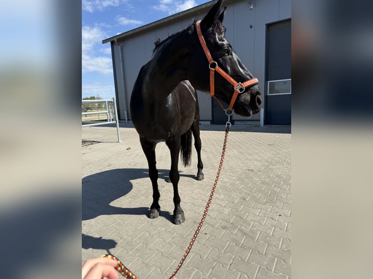 Oldenburg Gelding 16 years 16,3 hh Black in Leer (Ostfriesland)