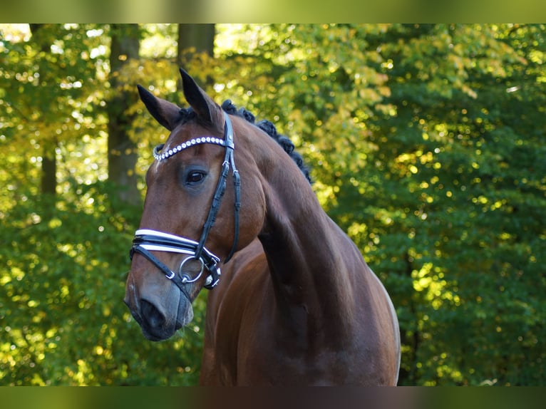 Oldenburg Gelding 16 years 16,3 hh Brown in Gleichen
