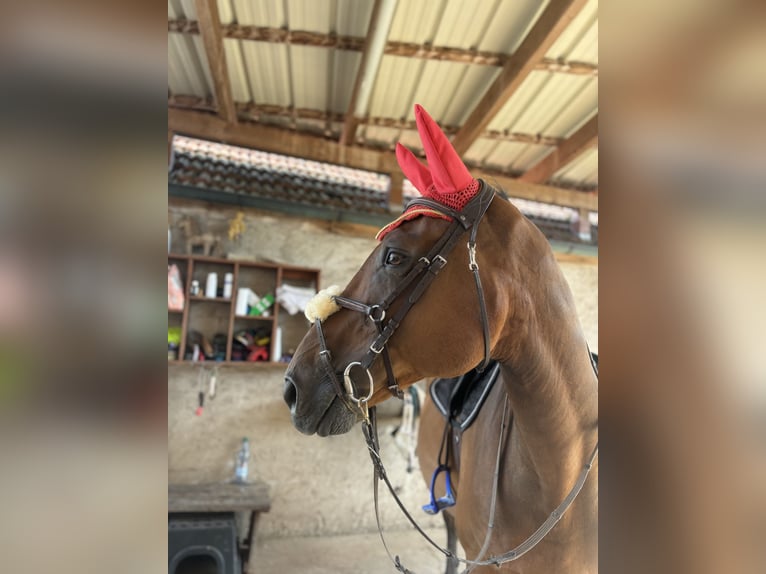 Oldenburg Gelding 16 years 17,1 hh Brown in Ornbau