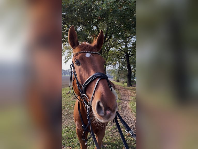 Oldenburg Gelding 16 years 17.1 hh Chestnut-Red in Enger