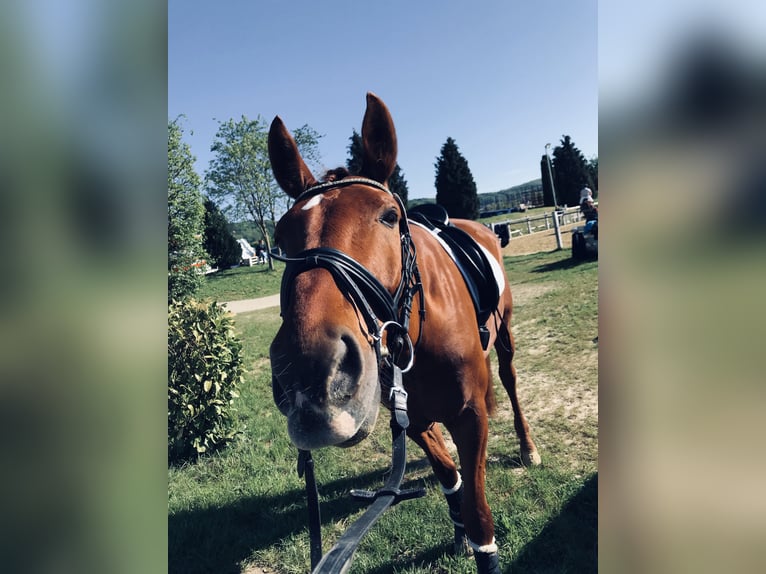 Oldenburg Gelding 16 years 17.1 hh Chestnut-Red in Enger