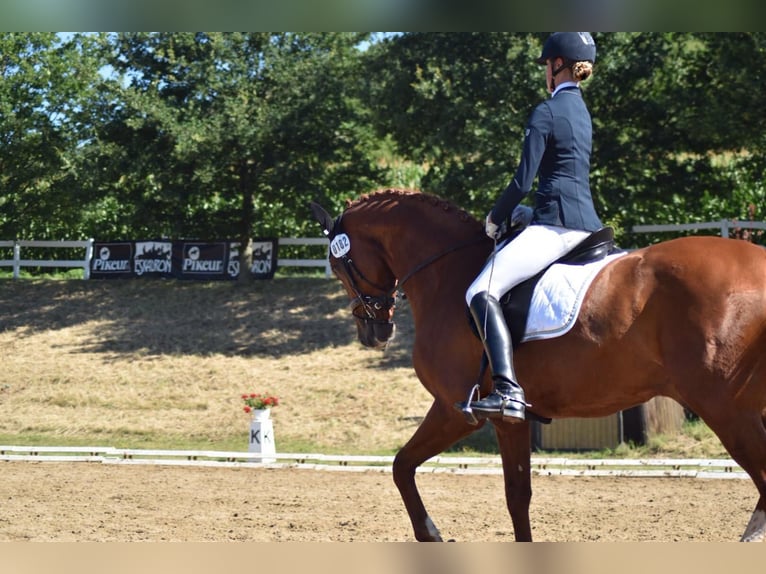 Oldenburg Gelding 16 years 17.1 hh Chestnut-Red in Enger